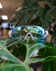 alba-optics-stratos-sunglasses-snow-vzum-beetle-photochromatic-lens-front